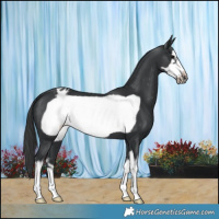 Horse Color:White Spotted Black Frame Varnish 