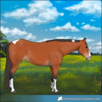 Horse Color:Bay Splash Tobiano 