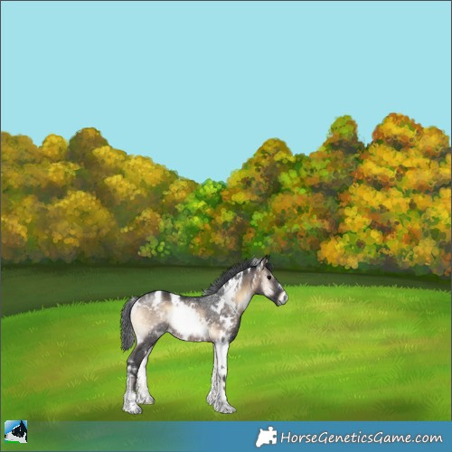 Horse Color:White Spotted Brown Onyx Rabicano 