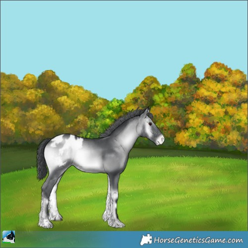 Horse Color:Blue Onyx Chinchilla Appaloosa Rabicano 