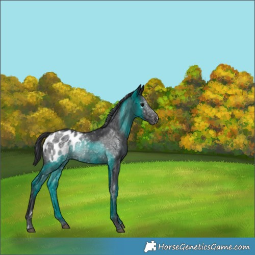 Horse Color:Black Appaloosa 