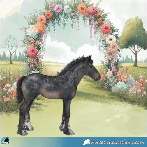 Horse Color:Black Sabino Rabicano 