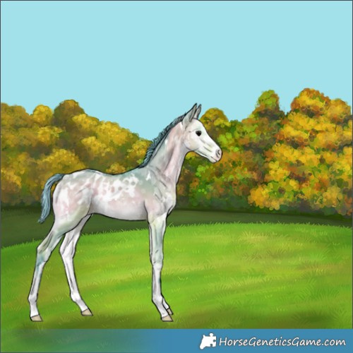 Horse Color:Painted Watercolor White Spotted Bay Ice Onyx Appaloosa 