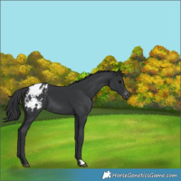 Horse Color:Black Appaloosa 