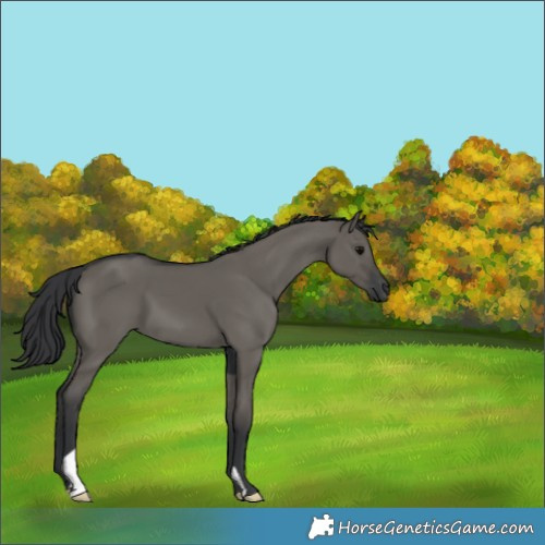 Horse Color:Grullo 