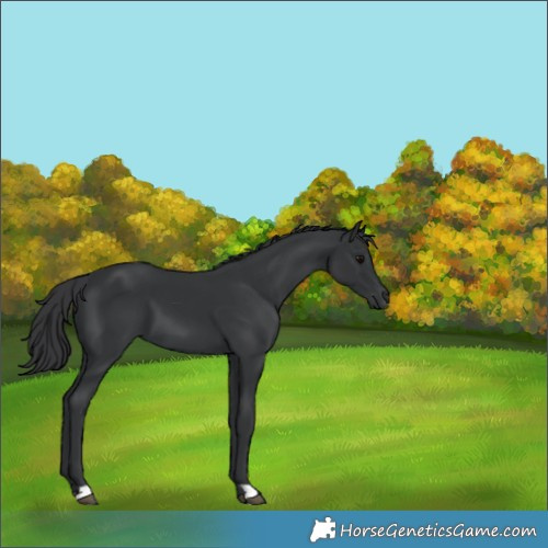 Horse Color:Black 