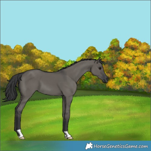 Horse Color:Grullo