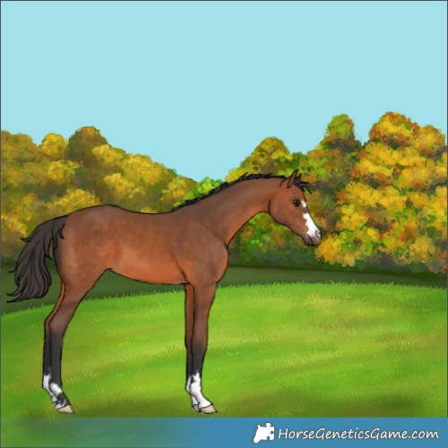 Horse Color:Bay 