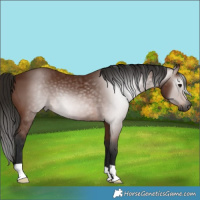 Horse Color:Gray Bay 