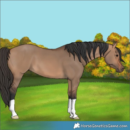 Horse Color:Bay Dun 