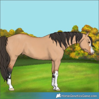Horse Color:Bay Dun