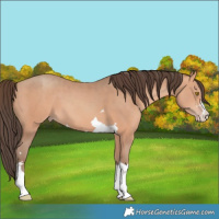 Horse Color:Amber Champagne 
