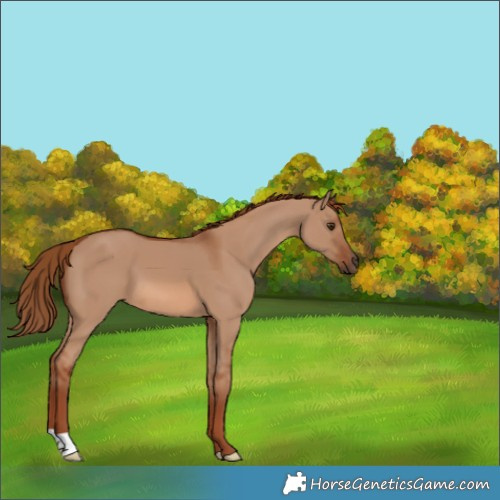 Horse Color:Red Dun