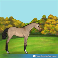 Horse Color:Gray Bay Dun 