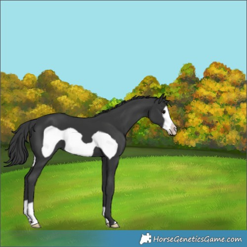 Horse Color:Black Frame 