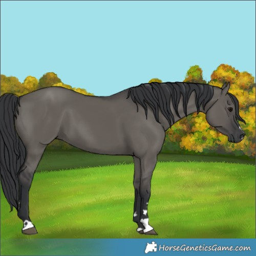 Horse Color:Grullo