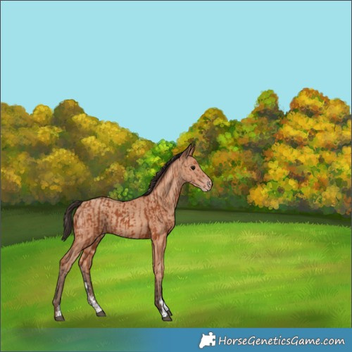 Horse Color:Bay Sabino Rabicano  and Amber Champagne Sabino Rabicano 