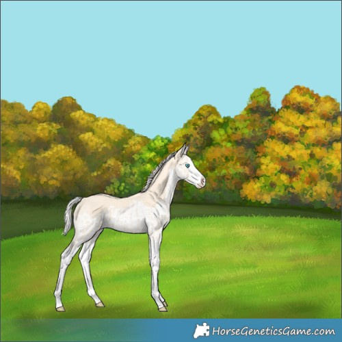 Horse Color:Cremello Splash  and Cremello Splash 