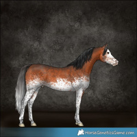 Horse Color:White Spotted Bay Sabino Rabicano