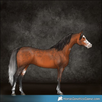 Horse Color:Bay Sabino Rabicano