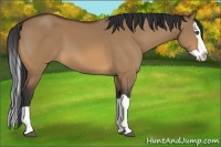 Horse Color:Bay Dun Splash 