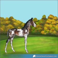 Horse Color:White Spotted Brown