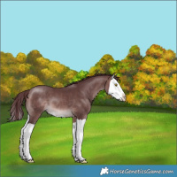 Horse Color:Platinum Chocolate Brown Splash 