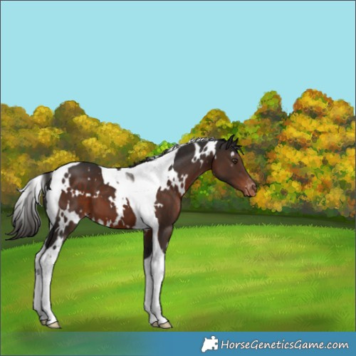 Horse Color:White Spotted Liver Chestnut Tobiano Varnish 