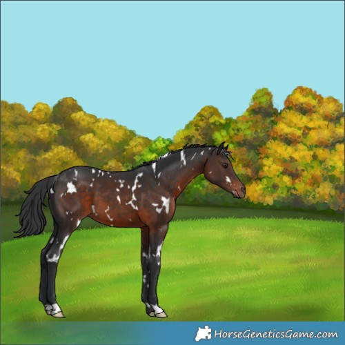 Horse Color:White Spotted Brown 