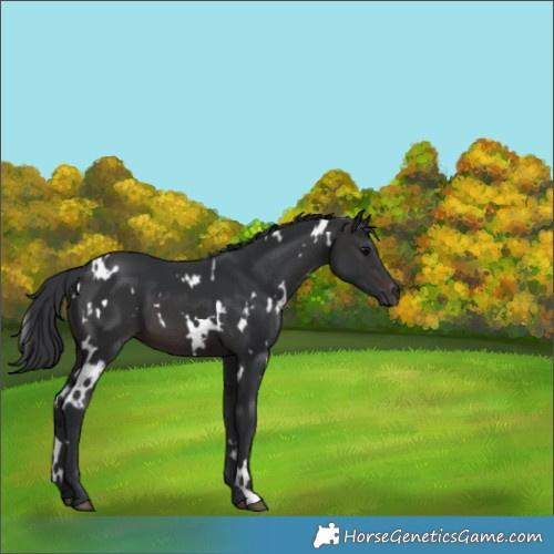 Horse Color:White Spotted Brown 