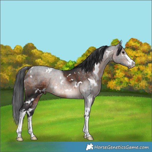 Horse Color:White Spotted Brown Mushroom 