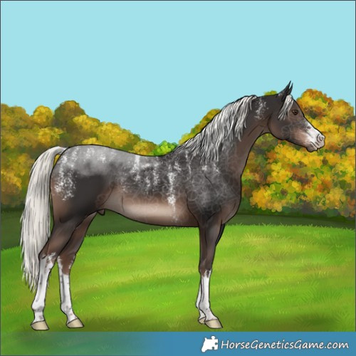 Horse Color:Powder White White Spotted Liver Chestnut Mushroom 