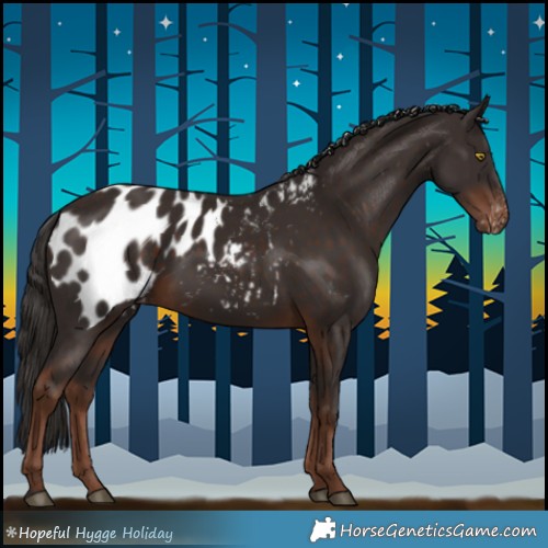 Horse Color:Liver Chestnut Appaloosa 