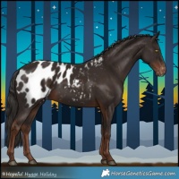 Horse Color:Liver Chestnut Appaloosa 