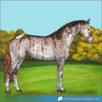 Horse Color:Liver Red Dun Onyx Tobiano Brindle