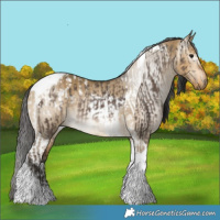 Horse Color:Brown Dun Tobiano Appaloosa  and Gray Buckskin Dun Tobiano Brindle 