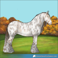 Horse Color:Red Dun Roan  and Buckskin Roan Splash Leopard 