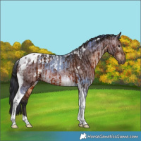 Horse Color:Gray Bay Tobiano and Brown Dun Tobiano Blanket