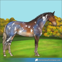 Horse Color:White Spotted Chocolate Palomino 