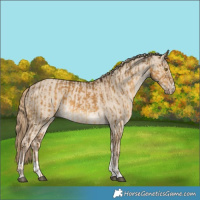 Horse Color:Chocolate Palomino Dun  and Smoky Creme Dun 