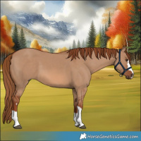 Horse Color:Red Dun 