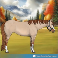 Horse Color:Red Dun 
