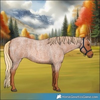 Horse Color:Red Roan 