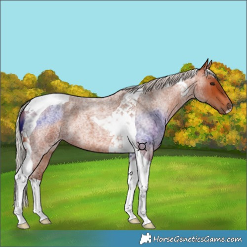 Horse Color:Silver Bay Roan Tobiano 
