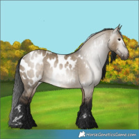Horse Color:Gray White Spotted Brown Dun Blanket