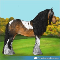 Horse Color:Gray Buckskin Tobiano Rabicano 