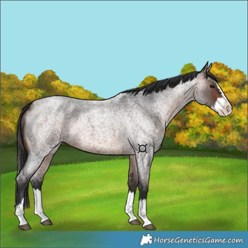 Horse Color:Brown Roan Splash