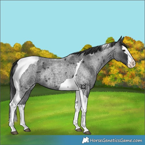 Horse Color:Blue Roan Splash Tobiano