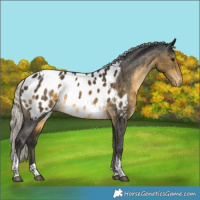 Horse Color:Silver Buckskin Tobiano Blanket 