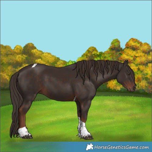 Horse Color:Liver Chestnut Tobiano 